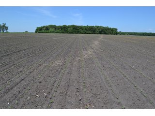 Property photo 4 - 156.9+/- Acres For Sale - Cropland, Woods for Hunting/Recreational & Potential Building Sites
